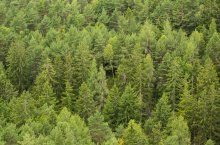 phb Wald Nadelbäume 