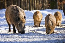 Wildschweine Wald Winter