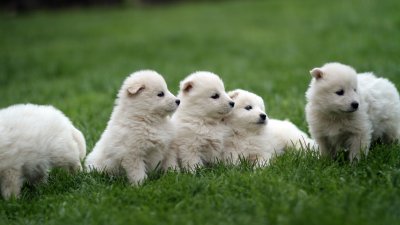 Fünf weiße Hundewelpen sitzen auf einer Wiese