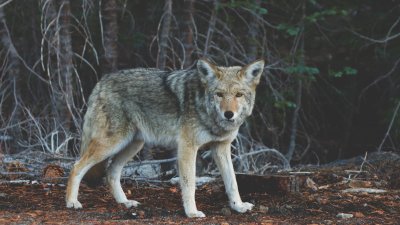 PHB Wolf im Wald