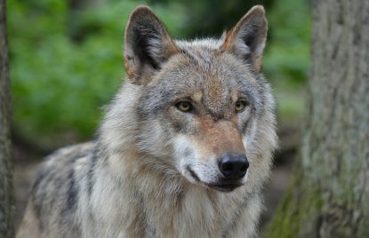 Wolf in NRW