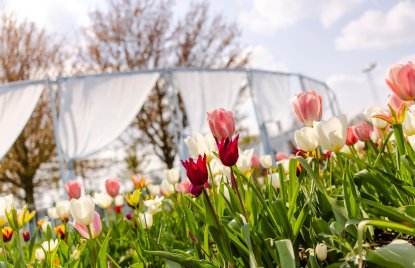 Tulpen in Weiß, Rosa und Rot rahmen eine leichte, pavillonartige Kunstinstallation mit weißen Stoffbahnen auf der Landesgartenschau Neuss 2026, aufgenommen aus niedriger Perspektive bei sonnigem Frühlingswetter