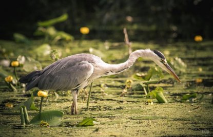 Fotowettbewerb „Lebendige Gewässer in Nordrhein-Westfalen“