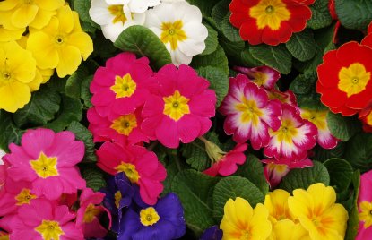 Blumenblüten - viele bunte Primeln