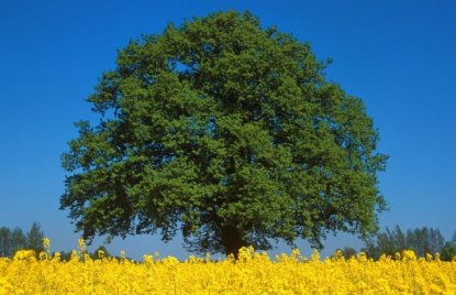 Einzeln stehende, große Eiche im Sommer, davor ein gelbes Rapsfeld