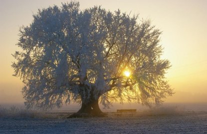 Uralte Kopfulme mit einem sehr dicken Stamm und frostbehangenn Äasten auf einem freien Feld. Die Sonne scheint rechtseitig durch die Äste hindurch und darunter steht eine Sitzbank.