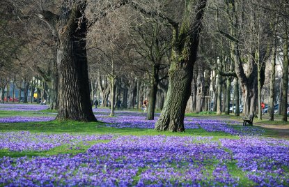 phb Krokusblüte, blaues Band, Blume, Düsseldorf
