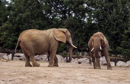phb Elefant Elefanten Tiere Zoo Zoos
