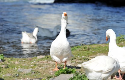 Drei Gänse stehen auf einer Wiese am Ufer während zwei auf einem Gewässer im Hintergrund schwimmen
