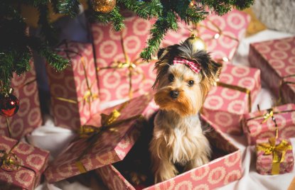 Ein Hund sitzt in einer Geschenkebox unter einem Weihnachtsbaum