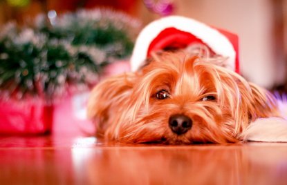 Ein Hund liegt unter einem Weihnachtsbaum und guckt traurig