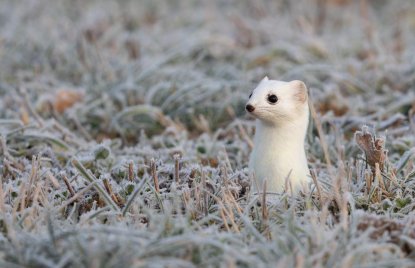 Ein Hermelin im Winterfell auf einer Wiese