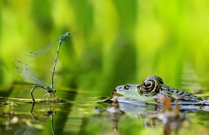 Fotowettbewerb „Lebendige Gewässer in Nordrhein-Westfalen“