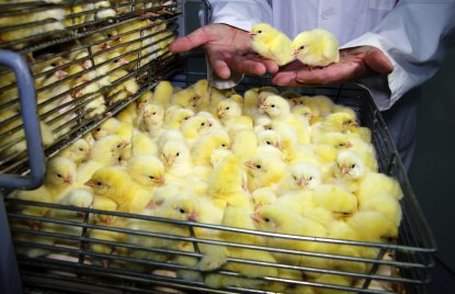 Bild Küken Massentierhaltung