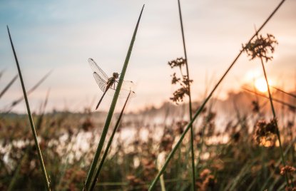 PHB Libelle See Artenvielfalt