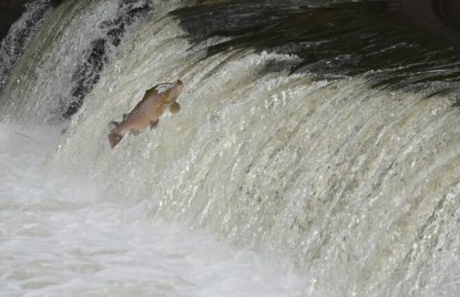 Ein Lachs springt gegen den Strom flussaufwärts