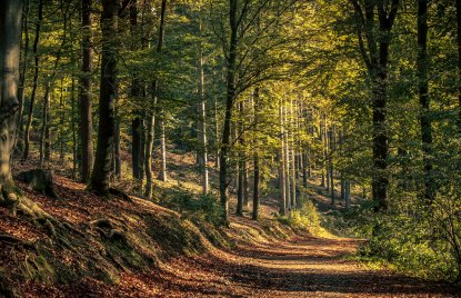 Bild mit Waldweg
