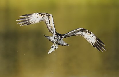 Fischadler mit ausgebreiteten Flügeln und Blick direkt in die Kamera, der Hintergrund ist grün-gelb verschwommen