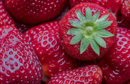 Nahaufnahme mehrerer frischer, glänzender Erdbeeren mit sichtbaren Kernen und saftiger Oberfläche. Eine Erdbeere liegt mit ihrer grünen Blattkrone nach oben und hebt sich deutlich von den anderen ab.