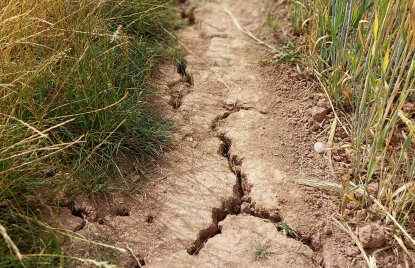 Ackerboden mit grünen Halmen rechts und links. Der Boden ist von Rissen durch Trockenheit übersät