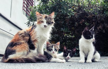 Katzenfamilie mit Mutter und drei Kindern, sitzend draußen auf einer Terrasse