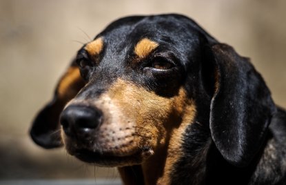 Nahaufnahme eines schwarz-braunen Hundes mit aufmerksamem Blick und hängenden Ohren. Der Hund ist im Sonnenlicht fotografiert, während der Hintergrund unscharf bleibt.