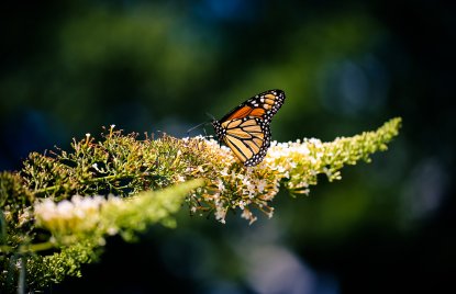 Tag des Artenschutzes