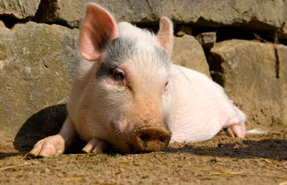 PHB Schwein Ferkel süß