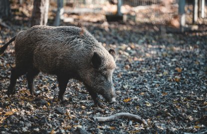 Ein Wildschweine schnüffeln auf Waldboden mit Stöcken und Blätternas
