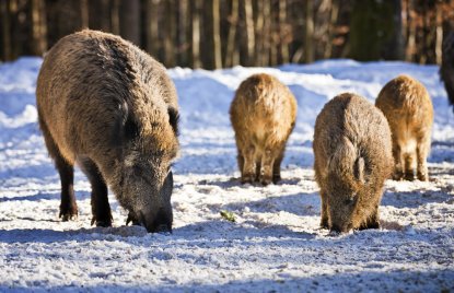 Wildschweine Wald Winter